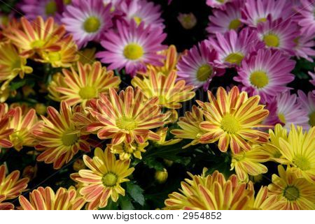 Chrysanthemums สีสัน