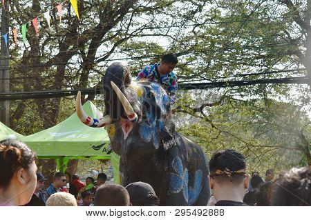 Ayutthaya Thailand April 14, 2019 : Elephant Splashing Water Between Tourist In Songkarn Festival