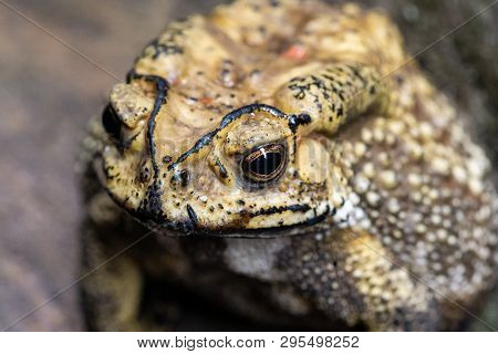 Toad Is A Common Name For Certain Frogs.