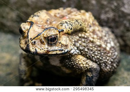 Toad Is A Common Name For Certain Frogs.