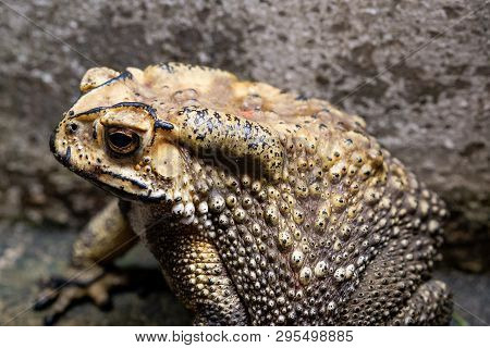 Toad Is A Common Name For Certain Frogs.