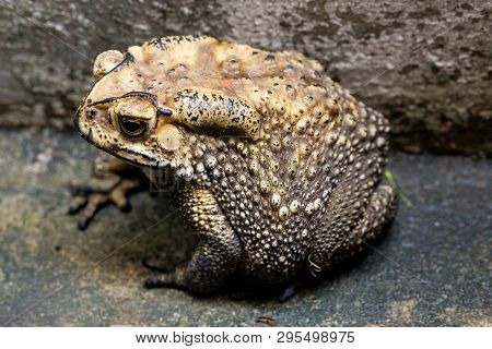 Toad Is A Common Name For Certain Frogs.