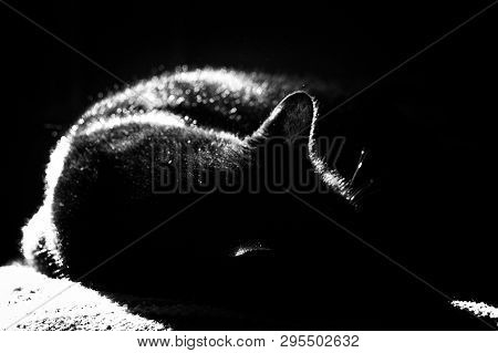 Grainy Black And White, High Contrast Abstract Image Of Black Cat Sleeping In Sunshine Indoors.