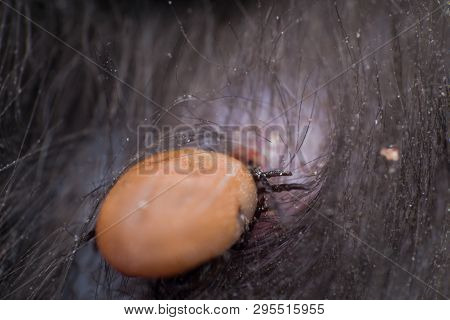The Tick Sucking Blood From A Cat's Skin. Tick Attached To The Cat Skin