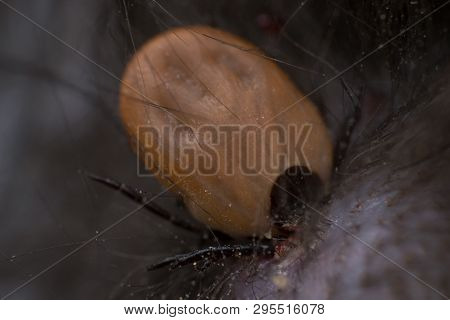 The Tick Sucking Blood From A Cat's Skin. Tick Attached To The Cat Skin