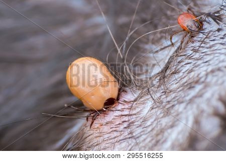 Two Ticks With Diferent Sizes Sucking Blood From The Cat Skin