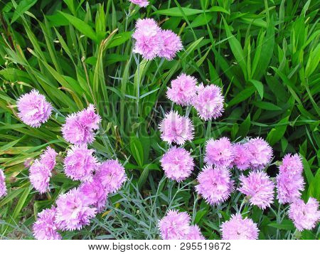 Tuft Small Pink Carnations In Green Leaves, Unpretentious Garden Plant, Other Names Clove Pink, Gill