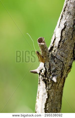 Close Up Of A Butterfly Or Rambling On A Plant