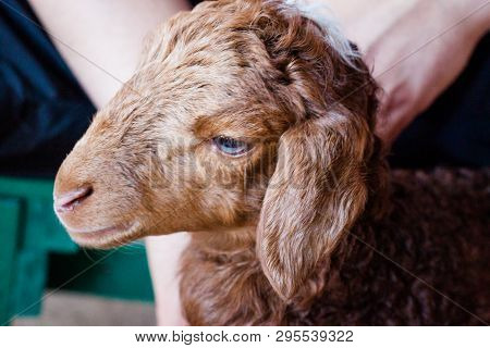 Karakul Brown Lamb Is Feeding Milk  From Bottle