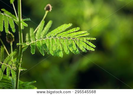 A Branch Of Ferny Leaves Glow Green In Summertime.