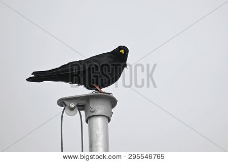 Alpine Chough Or Yellow-billed Chough (pyrrhocorax Graculus), A Bird Of The Crow Family On A Flagpol