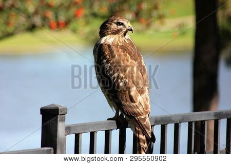 A Juvenile Red-tailed Hawk Perched On A Gate Near A Lake With Its Head Looking Backwards