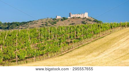 vineyards, castle Devicky, Palava, Moravia region, Czech Republic