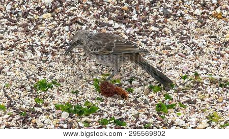 Mockingbird Searching For Food On Isla Espanola In The Galapagos