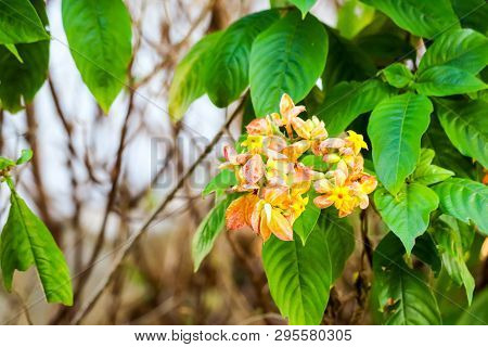 The Calyx Expanded Into Five Lobe Of Orange Pink Yellow
