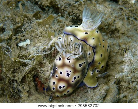 Closeup With Mating Nudibranch Hypselodoris Tryoni In Sabah, Borneo.