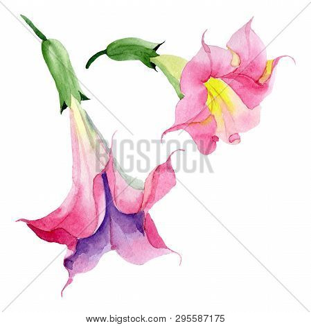 Pink Brugmansia Floral Botanical Flowers. Watercolor Background Set. Isolated Brugmansia Illustratio