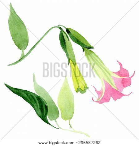 Pink Brugmansia Floral Botanical Flowers. Watercolor Background Set. Isolated Brugmansia Illustratio