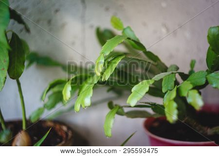 Zigokaktus, Rozhdestvennik Young Sprouts In A Pot, Close-up.