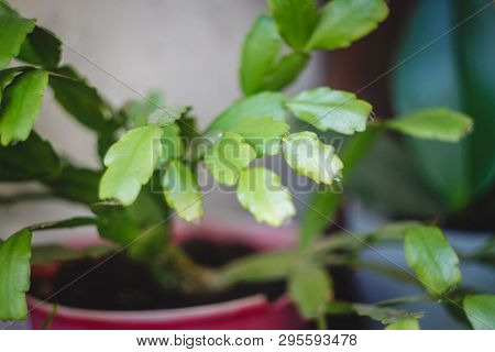 Zigokaktus, Rozhdestvennik Young Sprouts In A Pot, Close-up.