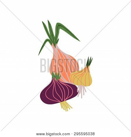Different Onion Varieties Fresh Vegetable, Organic Nutritious Vegetarian Food For Healthy Diet Vecto