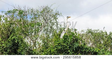 The Snake Neck Bird In The Madidi Park. The Beni Region, Pampas De Yacuma, Bolivia.