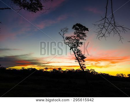 A Tree In The Yacuma River, In The Bolivian Jungle. Amazon Region.