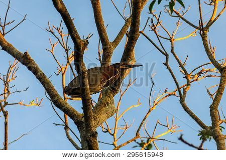 The Snake Neck Bird In The Madidi Park. The Beni Region, Pampas De Yacuma, Bolivia.