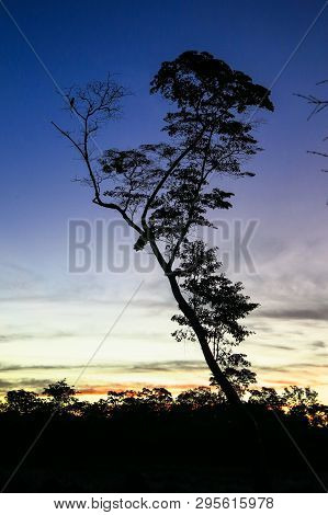 A Tree In The Yacuma River, In The Bolivian Jungle. Amazon Region.