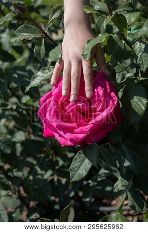 Hand Holding A  Colorful Rose Flower In The View