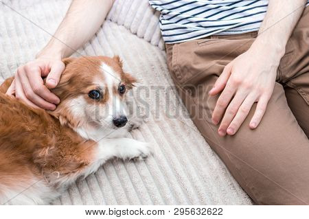 Dog Is Lying On The Bed Next To His Owner.