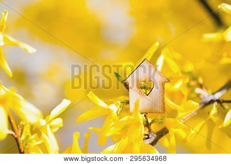 Closeup Wooden House With Hole In Form Of Heart Surrounded By Yellow Flowering Branches Of Forsythia