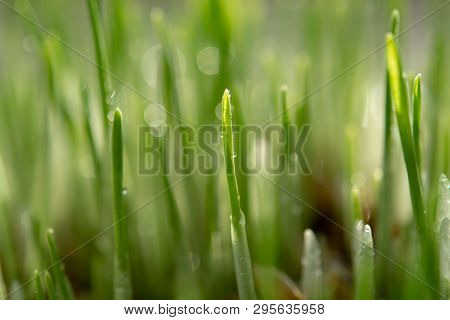 Young Growing Sprouts Of Cat Grass, Dactylis Glomerata, Close Up