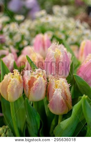 Special Parrot Selectie Pink Tulips Flowers Close Up