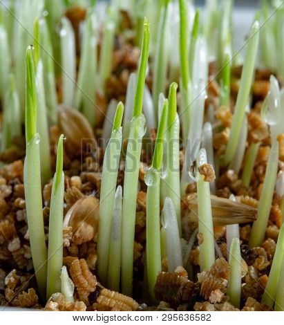 Young Growing Sprouts Of Cat Grass, Dactylis Glomerata, Close Up