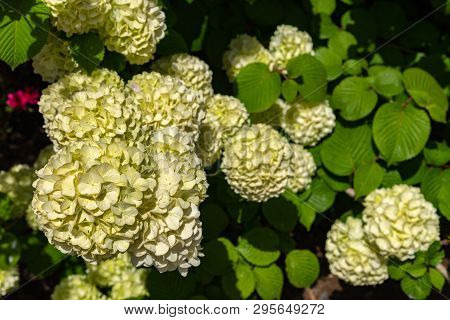 Full Bloom Of Viburnum Plicatum, Also Known As Japanese Snowball Flowers ( Oodemari ) In Springtime 