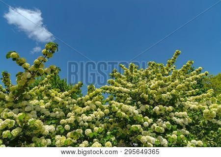 Full Bloom Of Viburnum Plicatum, Also Known As Japanese Snowball Flowers ( Oodemari ) In Springtime 