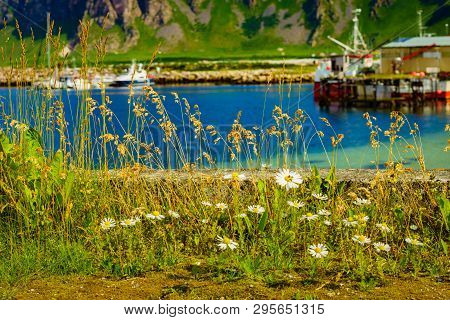 Fishing Port, Bleik Village In Summer Time. Andoya Island, Vesteralen Archipelago.