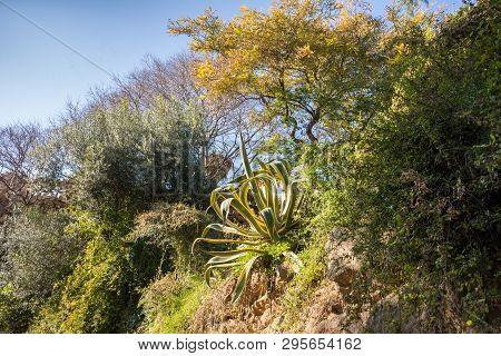 Huge Agava In The Park Guelle In Barcelona