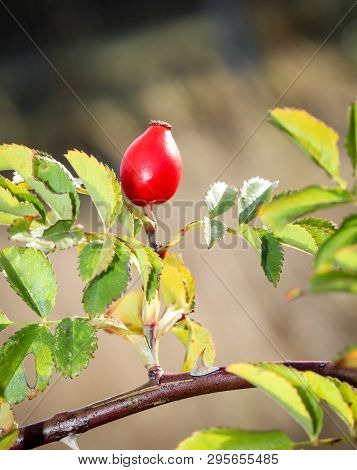 Close-up View Of Rose Hip Shrub In Autumn