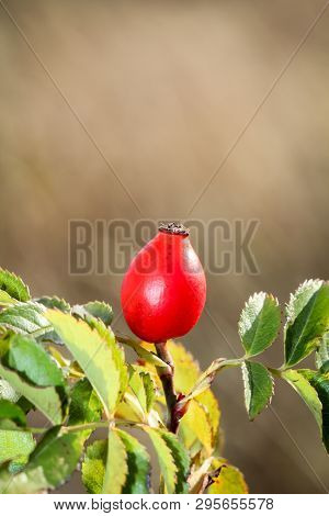 Close-up View Of Rose Hip Shrub In Autumn