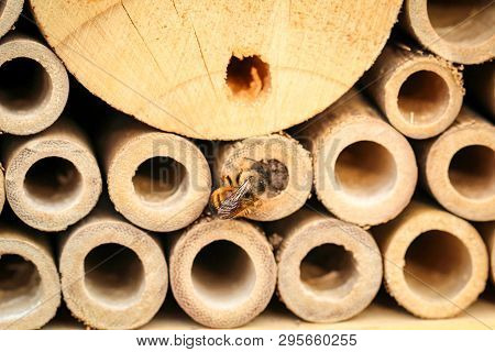 An Insect Hotel For Bees Wasps And Other Insects