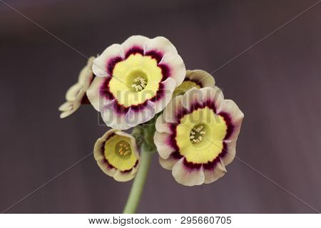 Primula Flower, Primula X Hortensis.