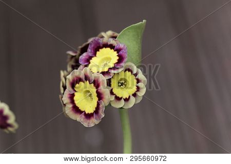 Primula Flower, Primula X Hortensis.
