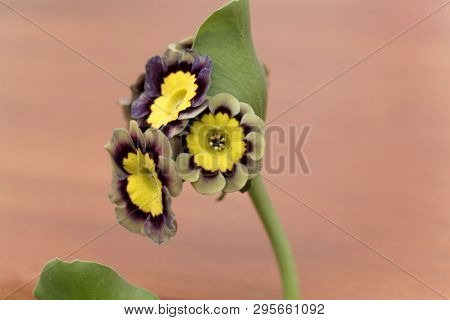 Primula Flower, Primula X Hortensis.