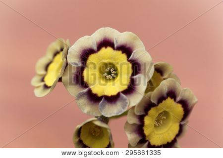 Primula Flower, Primula X Hortensis.