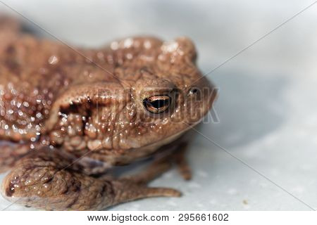 Head Of A Common Toad, Bufo Bufo