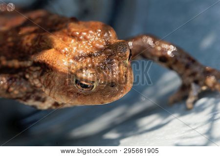 Head Of A Common Toad, Bufo Bufo