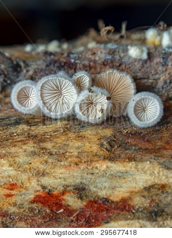 Macro Photography Of A Group Of Tiny Round Mushrooms Growing In Wet Wood. Captured At The Andean Mou