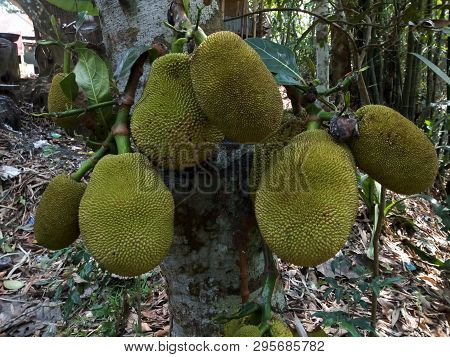Indian Jackfruit On The Lower Part Of A Tree
